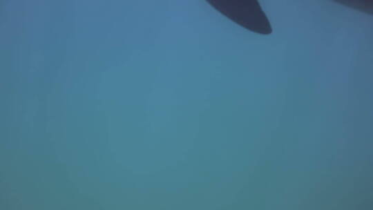 海洋里游动的海豚