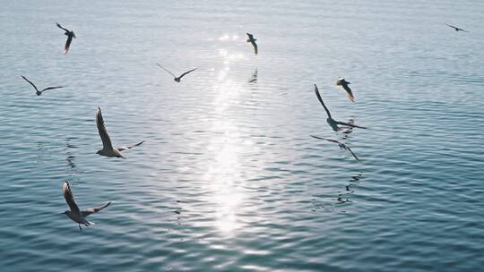 云南大理洱海海鸥