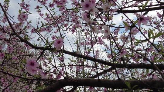 春田百花盛开玉兰花桃花实拍