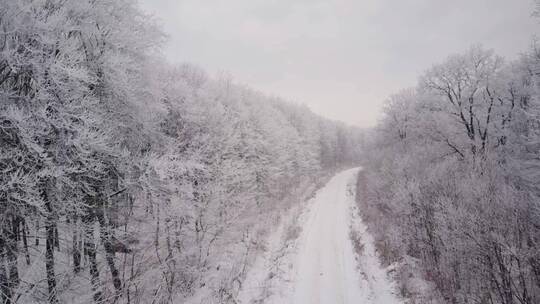 积雪的道路和结冰的森林景观