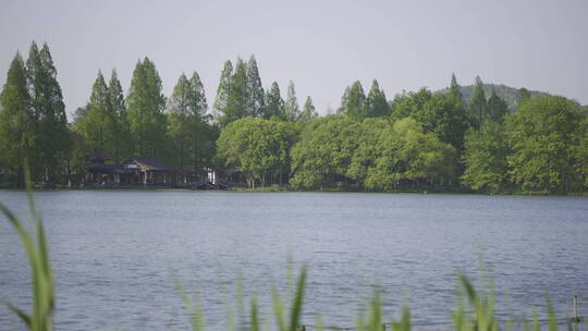 杭州西湖春天实景拍摄