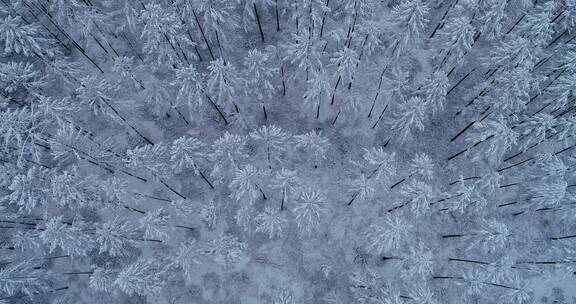 航拍大兴安岭雪原松林银色的雾凇