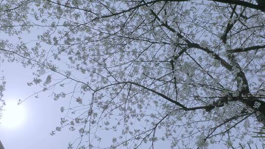 樱花花瓣从树上飘落