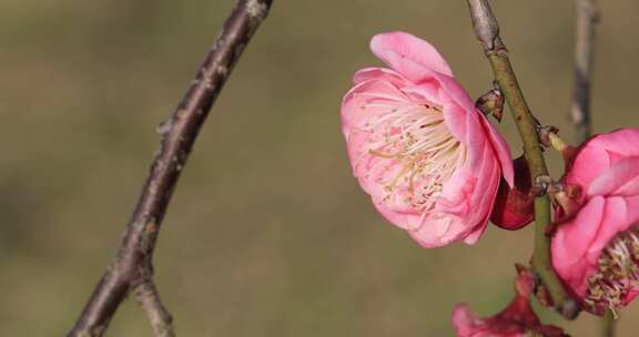 阳光轻轻摇摆梅花 立春花开微风 微距特写