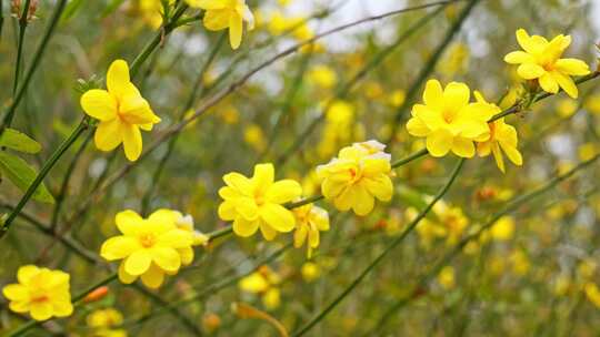 早春迎春花清明花小黄花花簇花瓣花蕊花朵