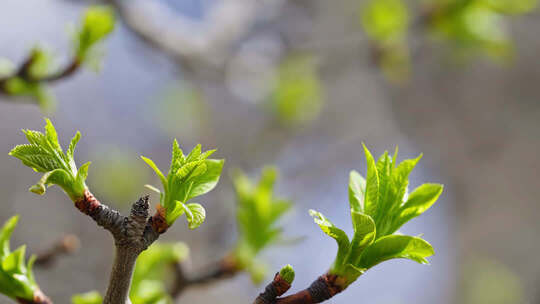 春日嫩芽生长特写
