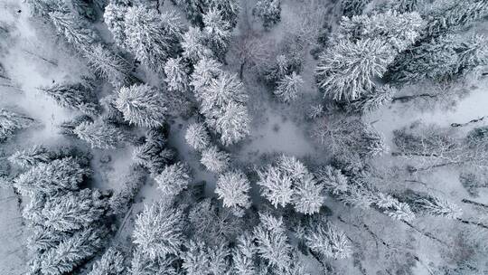 航拍冬季森林雪景