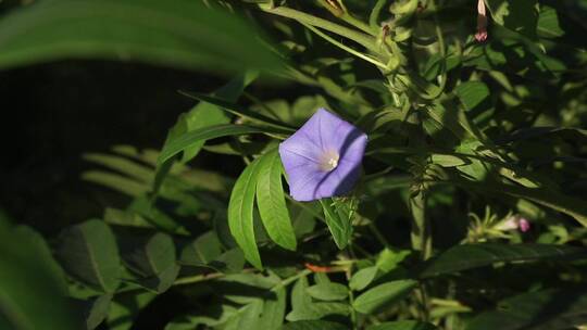 野花野草