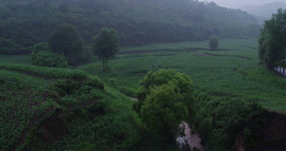 旅游景区 夏季清晨丹河边的植被 升 摇 航拍