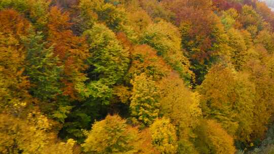 秋日森林阳光照耀的五彩斑斓