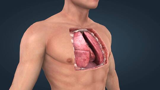 医学人体解剖心脏肺胸廓重要器官动画16