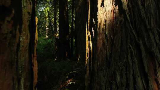 森林大树树根阳光视频素材模板下载