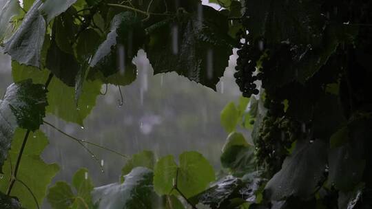 高清实拍倾盆大雨