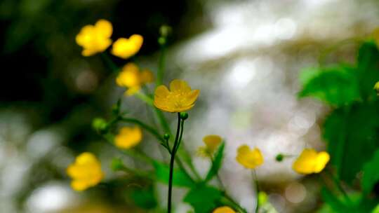 山林溪流边瀑布边的黄色小花 自然唯美空镜视频素材模板下载