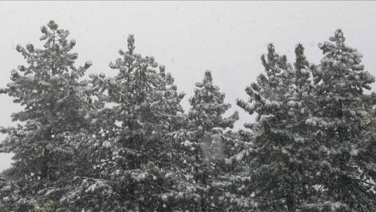 雪落在松树丛中