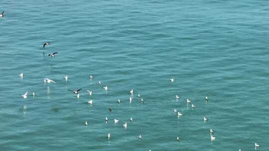 海面上有众多海鸥飞翔的景象