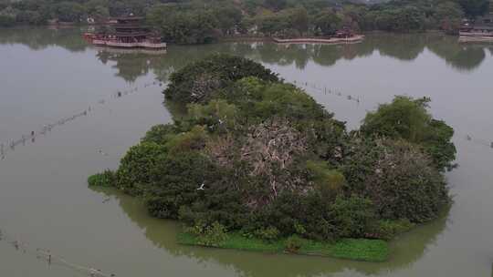 鸟群鸟岛惠州西湖航拍