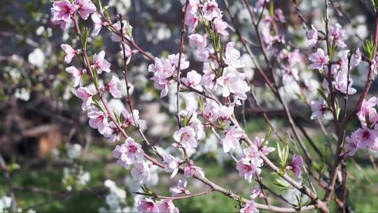 花园里盛开的桃花