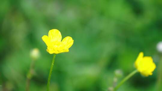 新疆伊犁恰西森林草原鲜花视频