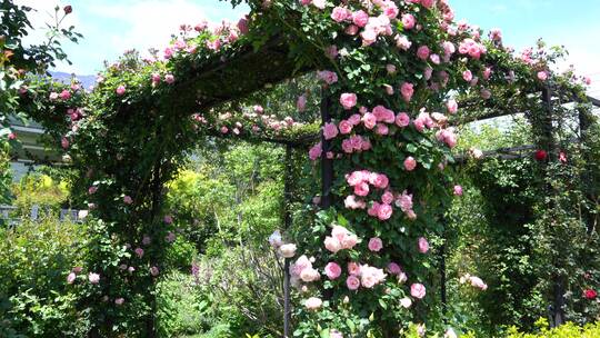 月季花玫瑰花花园公园植物园