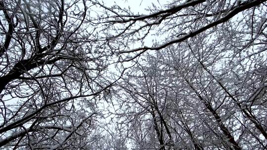 从地面看被雪覆盖的树木