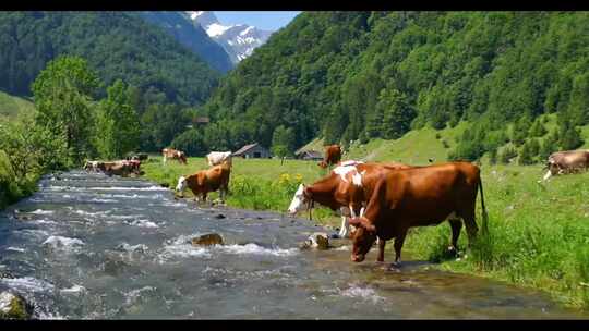 4K牛群奶牛在河边喝水大自然生态环境