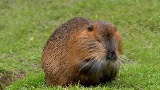 海狸鼠、食草动物、Coypu、啮齿动物