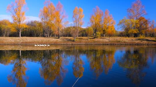 白鸭游过秋天树林黄叶倒映的平静湖面上