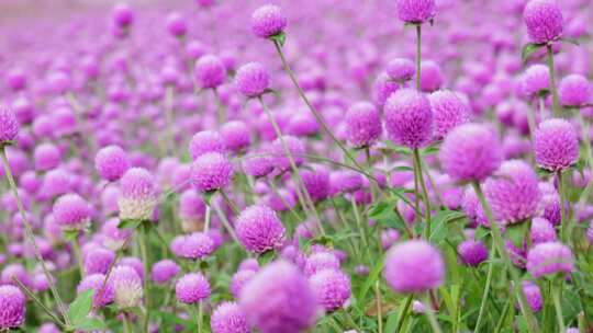 粉色花海蝴蝶飞舞