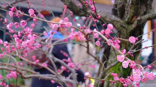 杭州植物园灵峰探梅梅花开了风景视频素材