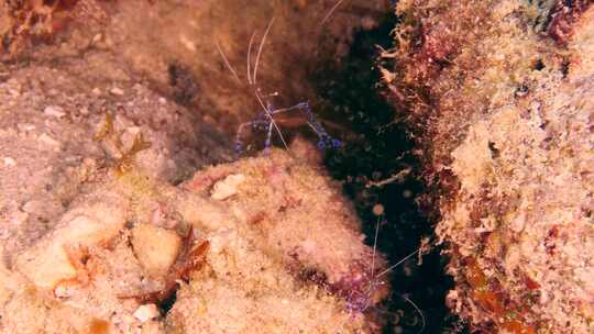 清洁虾，海洋生物，水下，寄生虫