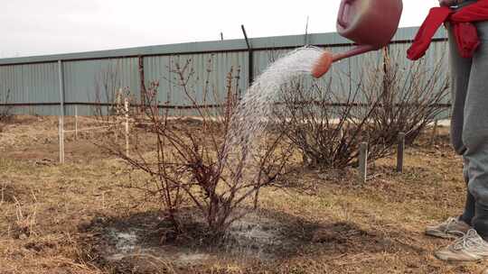 园丁浇水植物