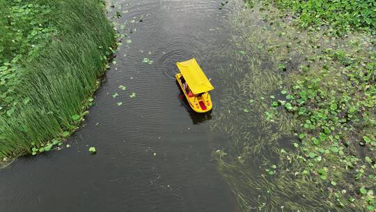 荷花池航拍游船赏荷花