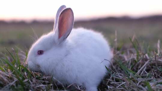 野兔 兔子 兔年视频素材模板下载