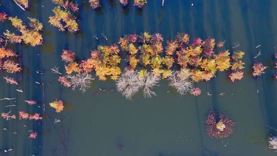 南滇池国家湿地公园秋色航拍视频素材模板下载