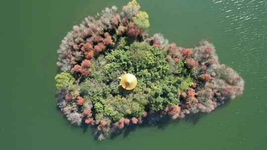 深圳坪山大山陂水库水杉秋色