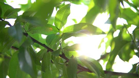 阳光缓慢穿过树叶缝隙视频素材模板下载