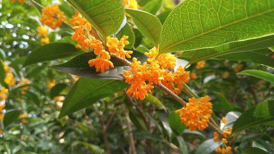 桂花盛开花蕊