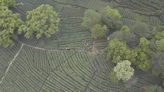 茶茶叶红茶艺采茶泡茶红茶山春茶道茶园农业