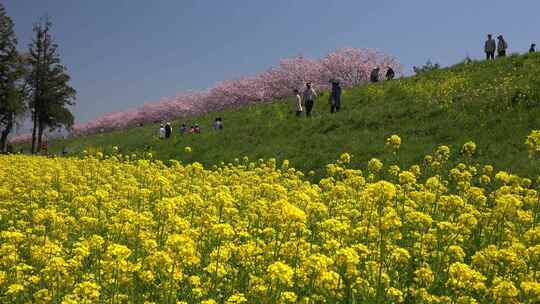 春天踏春赏花