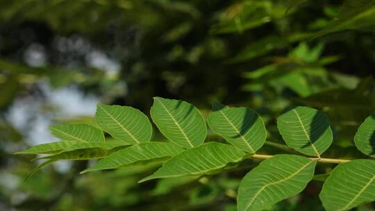 天气晴朗 绿色树叶风中摇曳阳光明媚