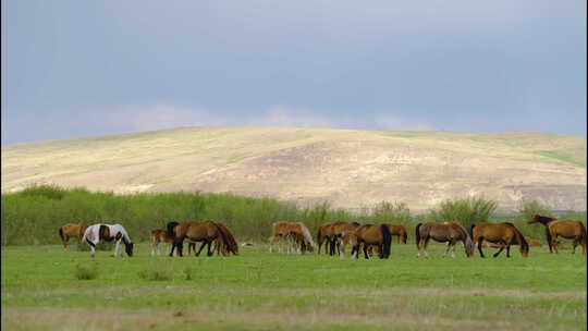 内蒙古呼伦贝尔大草原牛群马群放牧实拍视频