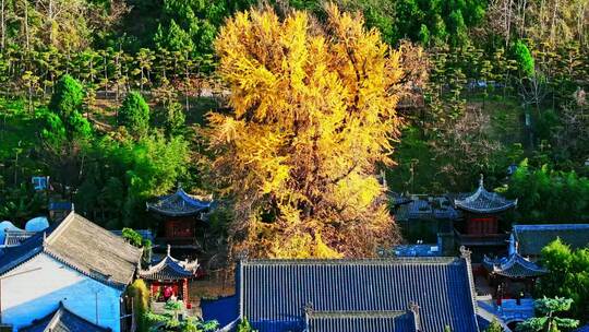 西安古观音禅寺千年银杏树