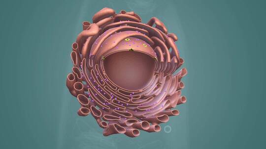 3D医学动画细胞动画 动物细胞 植物细胞