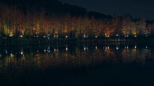 佛山千灯湖南海活水公园落羽杉夜景灯光