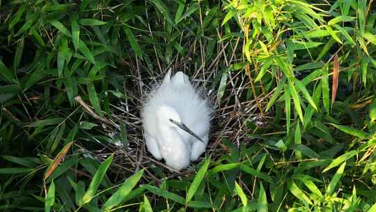 白鹭在树上繁殖下一代