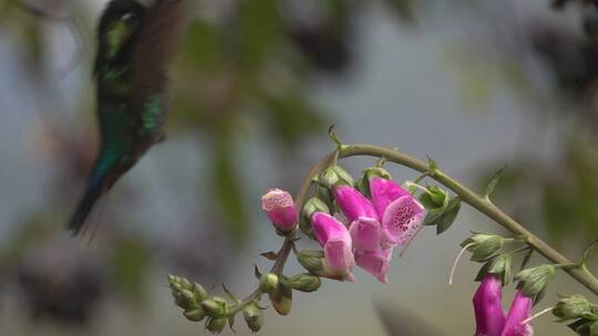 紫罗兰枝头上的蜂鸟