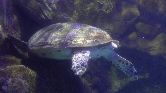 【镜头合集】海洋馆大海龟海洋生物