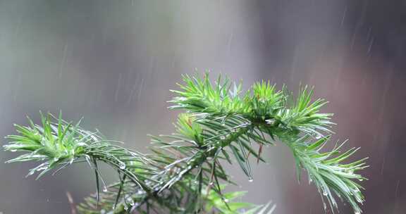 下雨天松树树叶特写唯美意境升格