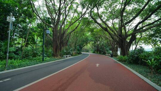 森林公园里的林荫大道林间小路